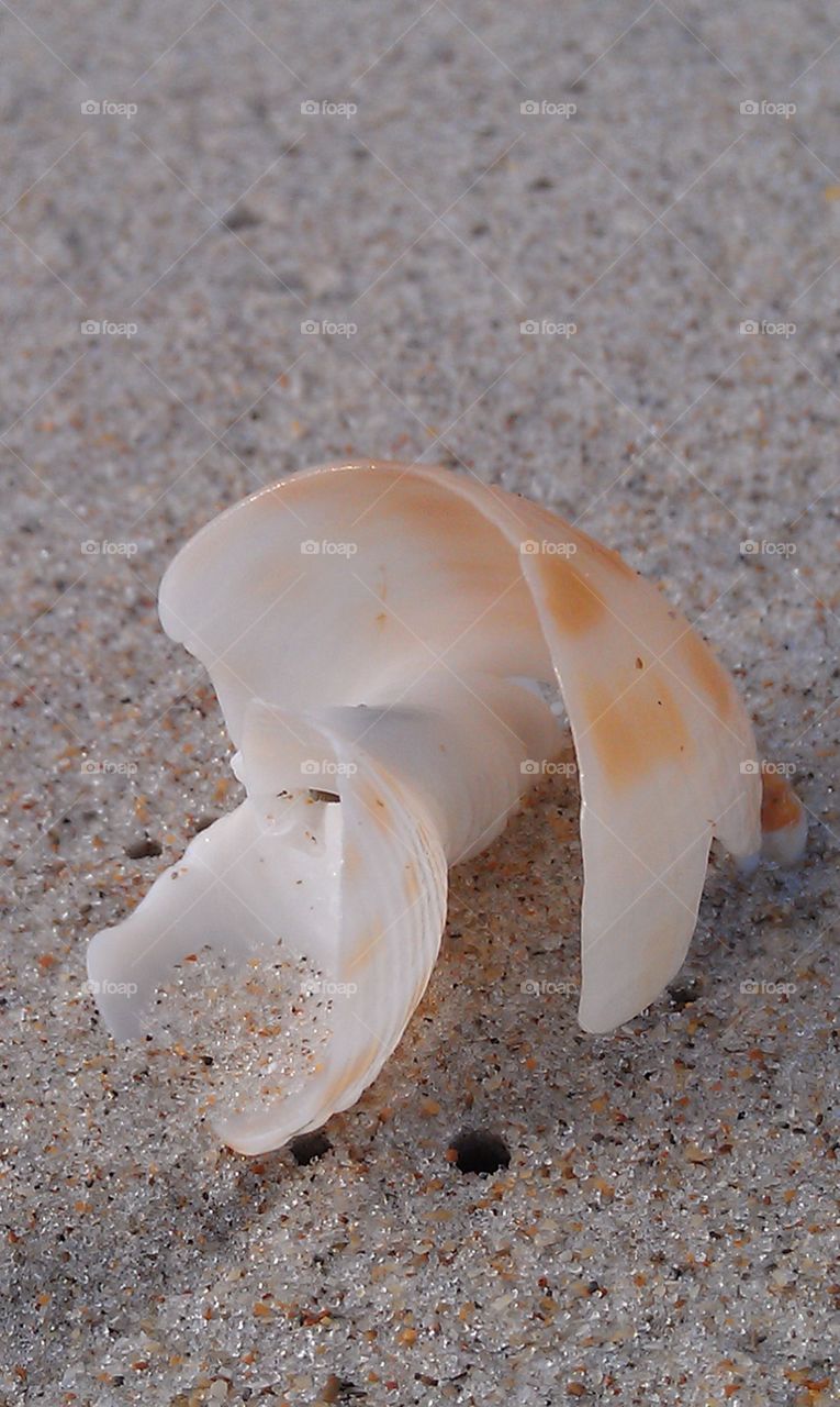 Shell in Sand. Perfectly Broken