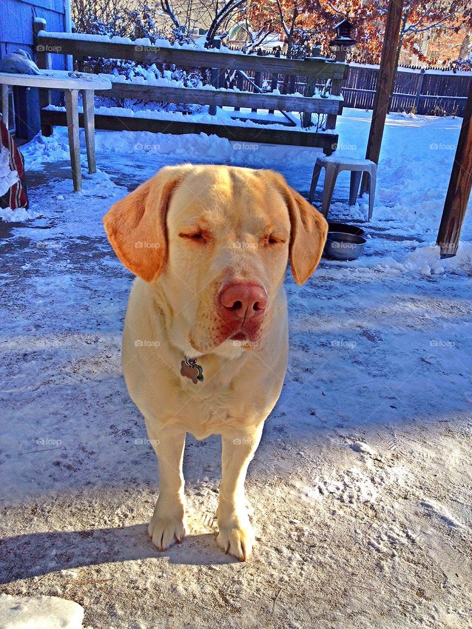 paw print eyes shut eyes closed yellow labrador by jmh