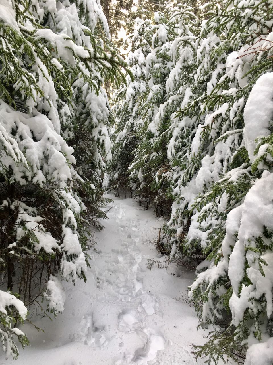 Mystical, snowy winter wonderland path in Hubbards, Nova Scotia. 