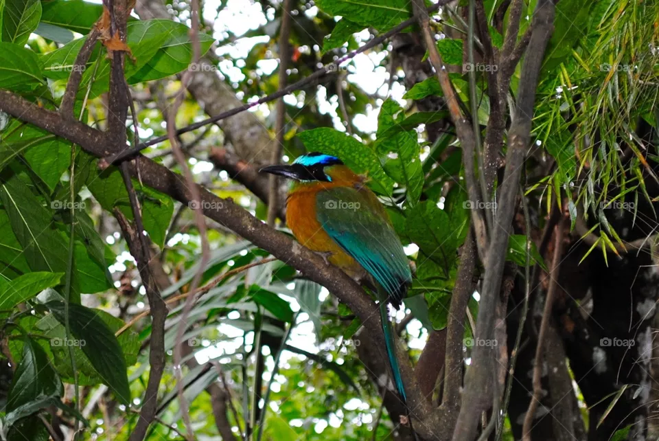 Bird 