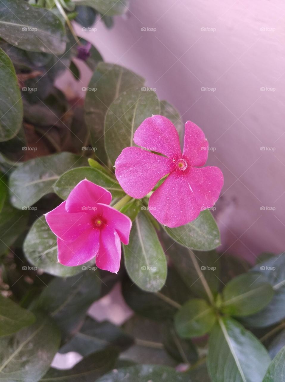 periwinkle pink flower fresh seasonal looking very beautiful generally found everywhere fresh seasonal