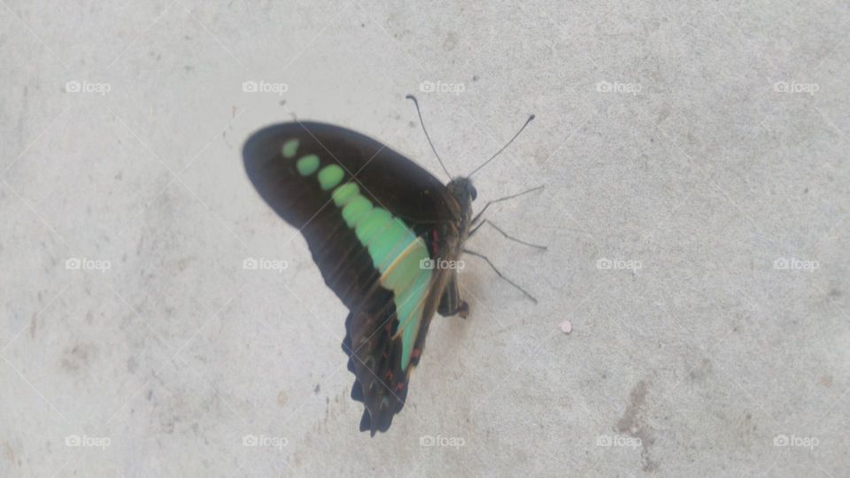 Tosca green beautiful butterfly
