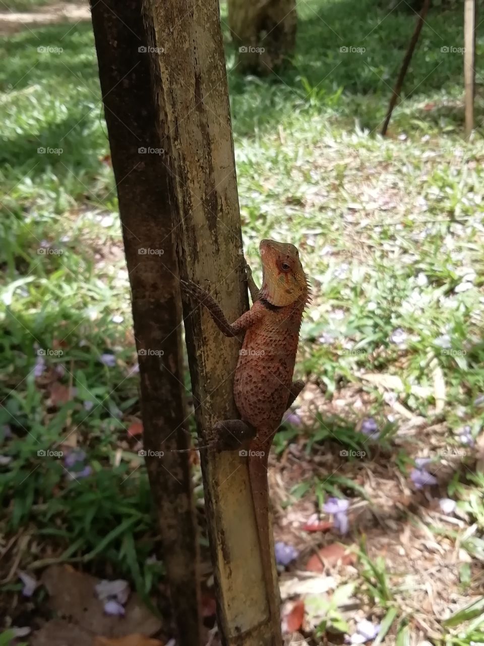 Mr. Camouflage Lizard . # says hello.