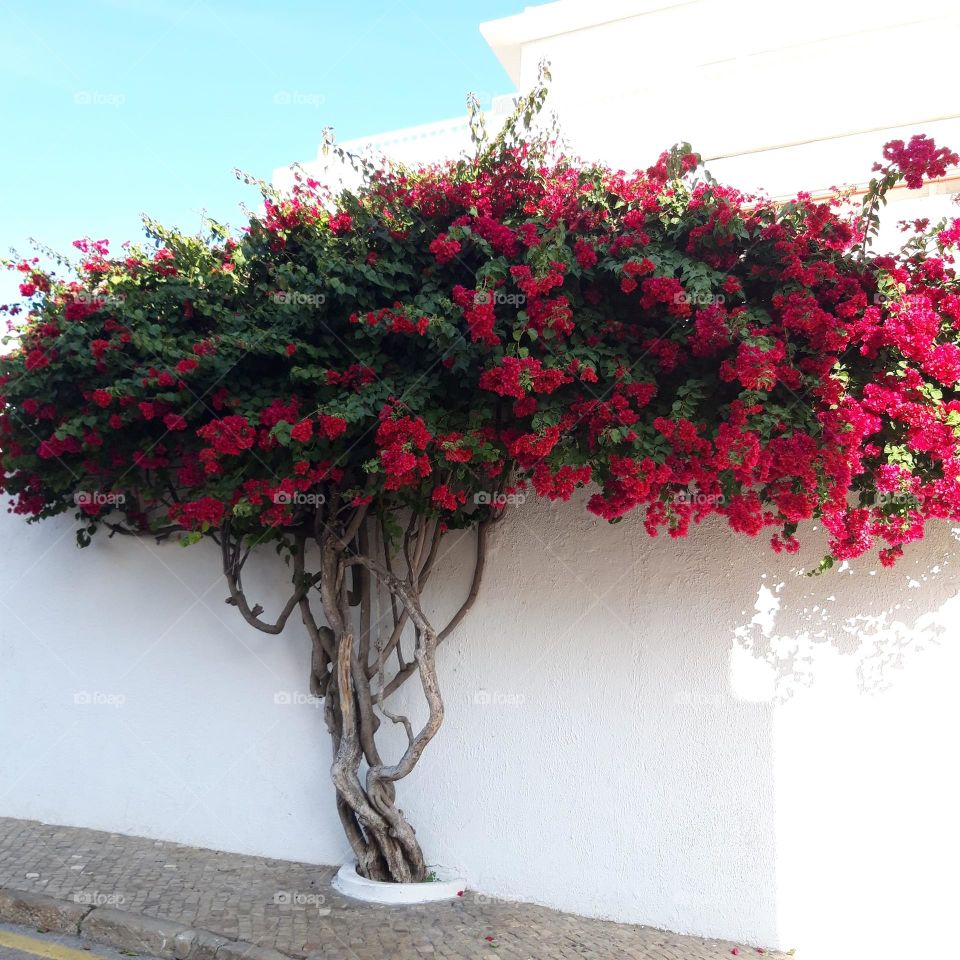 Bougainvillea flowers plant