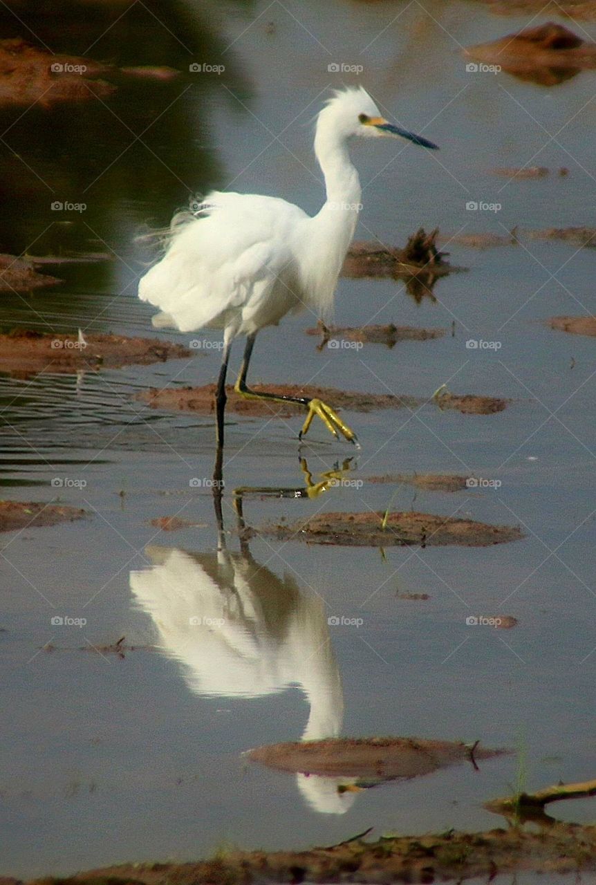 Snowy Egret in the Water