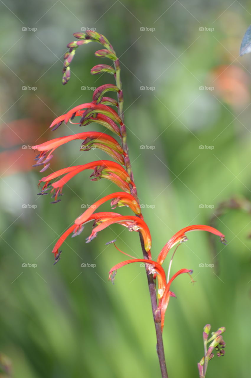 close up of plant life in nature on a sunny day