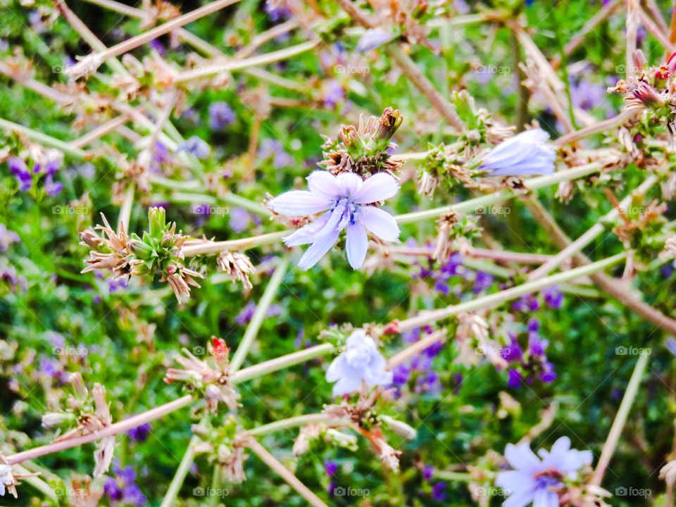 Purple flower