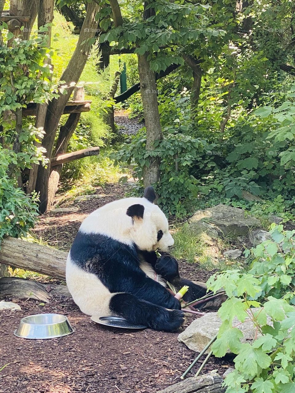 Panda eating