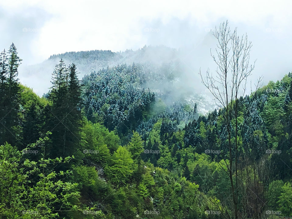 Forest and fog