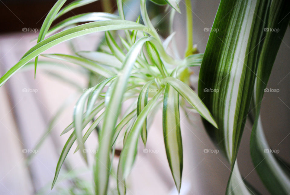 Spider plant 