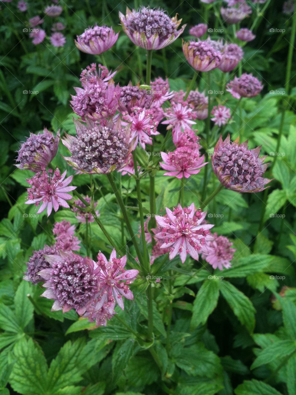 green flower lilac botanic by gitt123