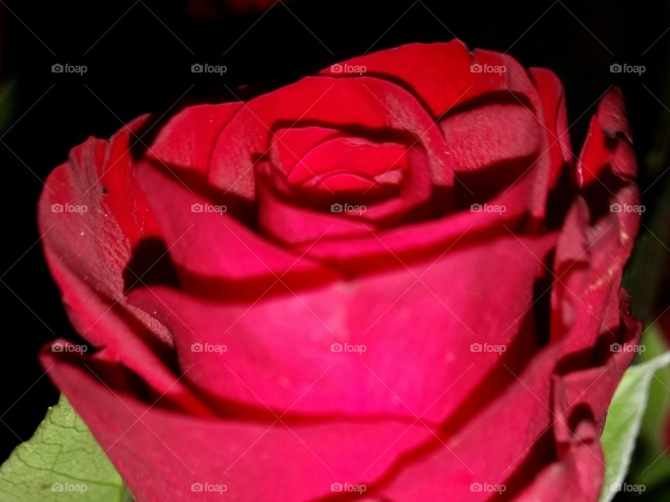 One red rose