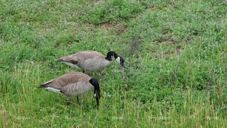 Two gucks feeding