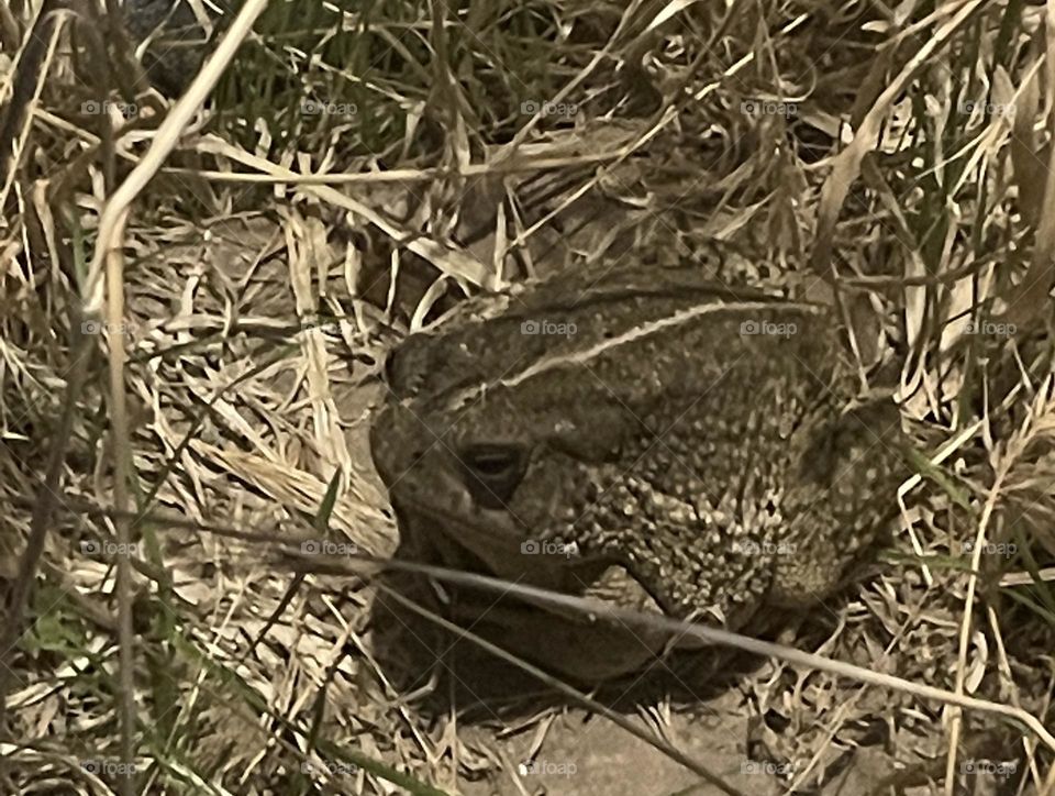 A desert toad sleeping in dead plants.