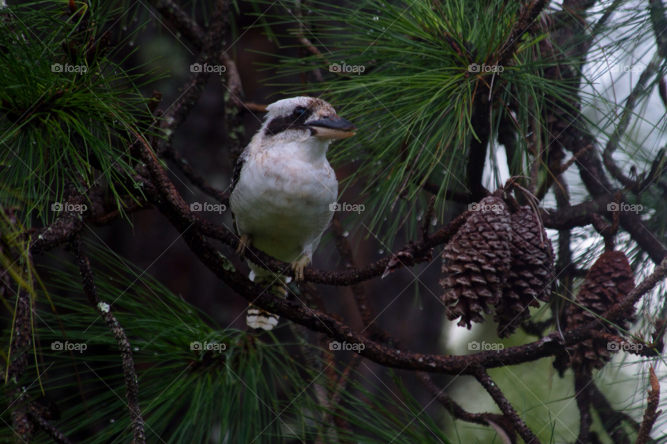 tree water rain bird by liquideyes