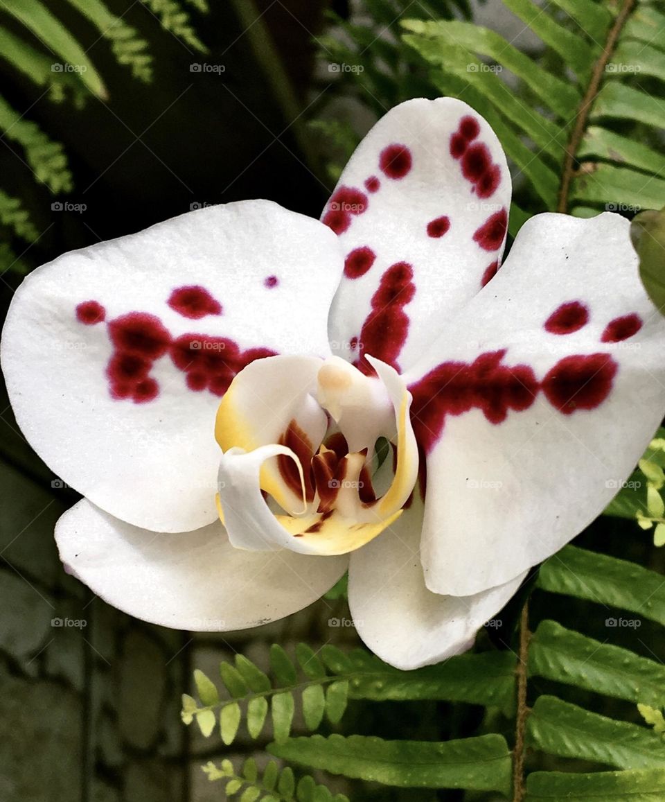Orquídea 