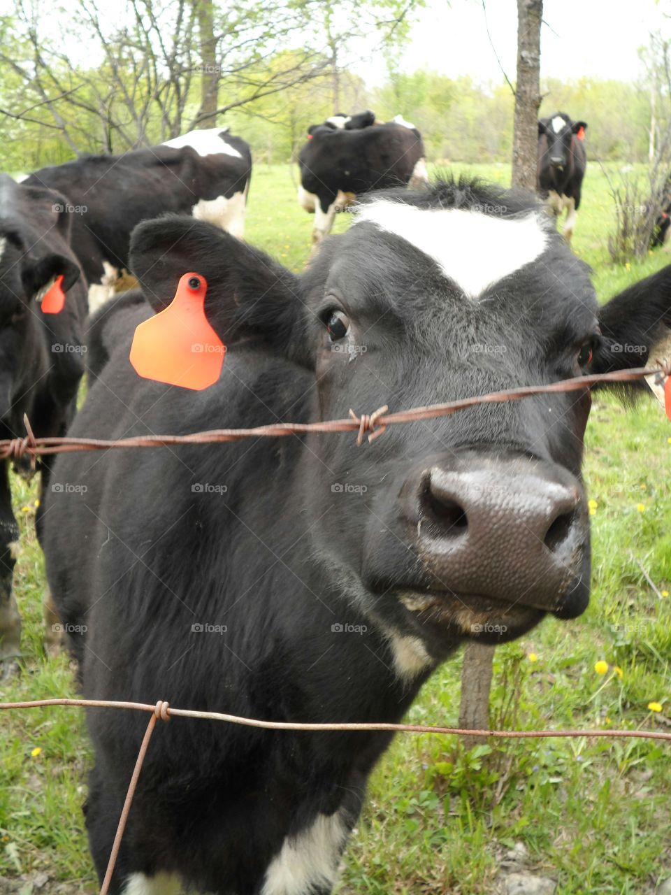 Curious cow. cow looking at me