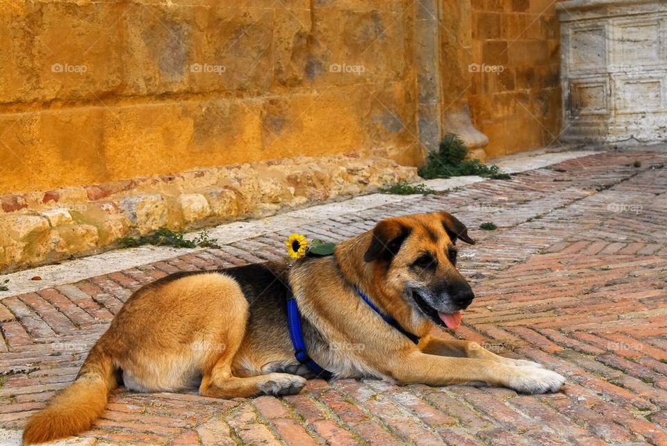 Doggie in Pienza, Tuscany