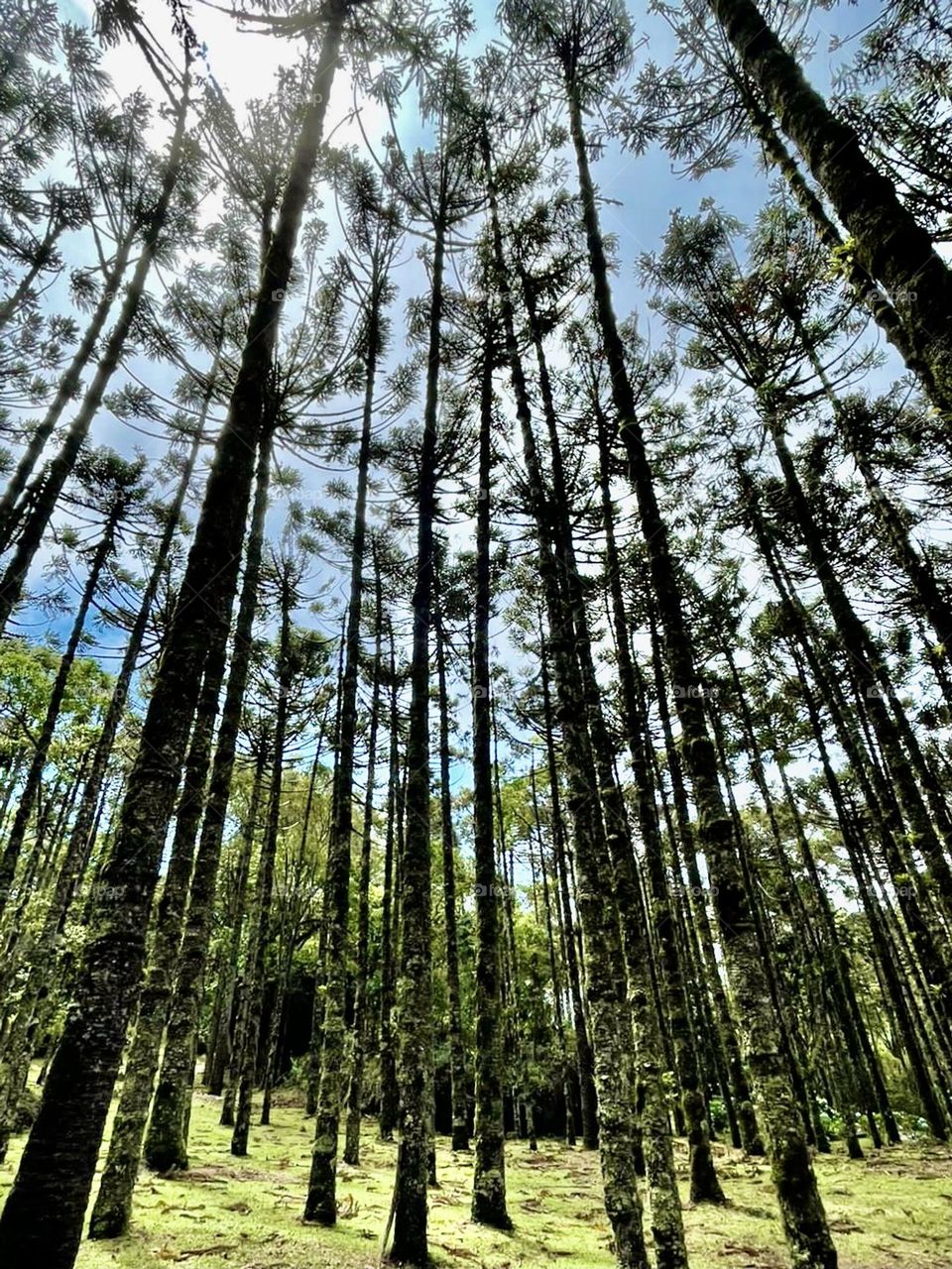 Countryside 🇺🇸 Against a jungle of urban stones (the buildings), the jungle of country trees! Cheer the nature. / 🇧🇷 Contra uma selva de pedras urbanas (os prédios), a selva de árvores do campo! Viva a natureza.