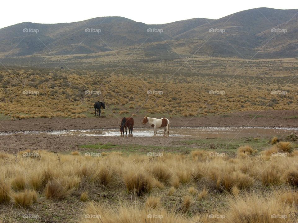 campo abierto y animales libres