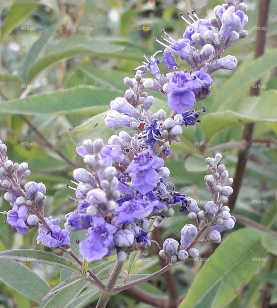 violet chasteberry flowers