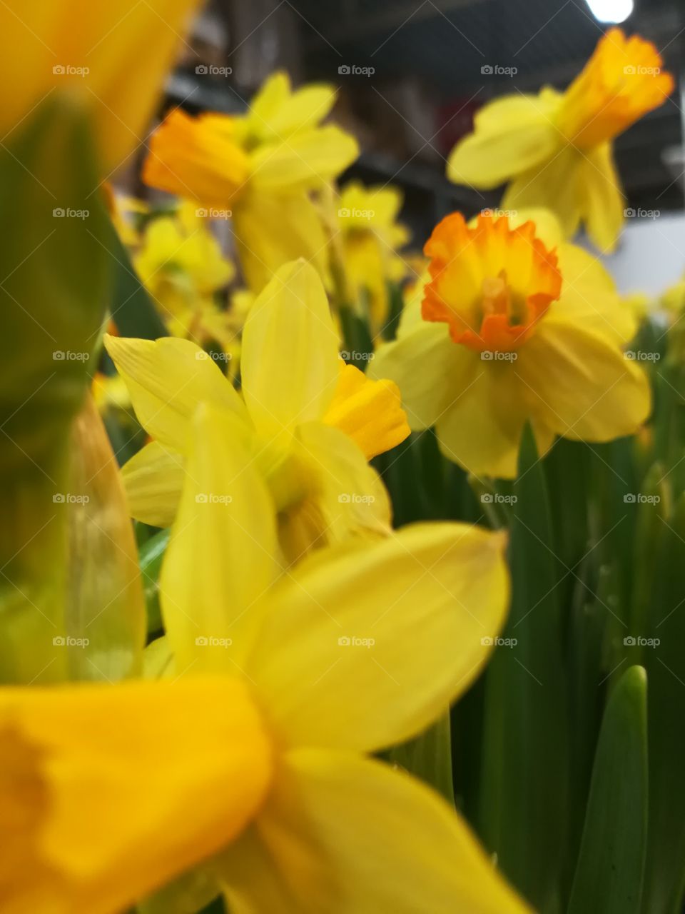 Daffodills