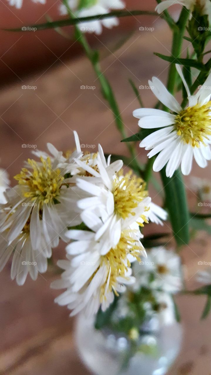 Flores de jardim.