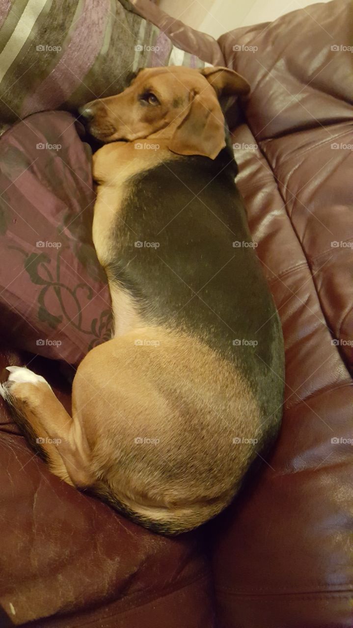 sleeping dog