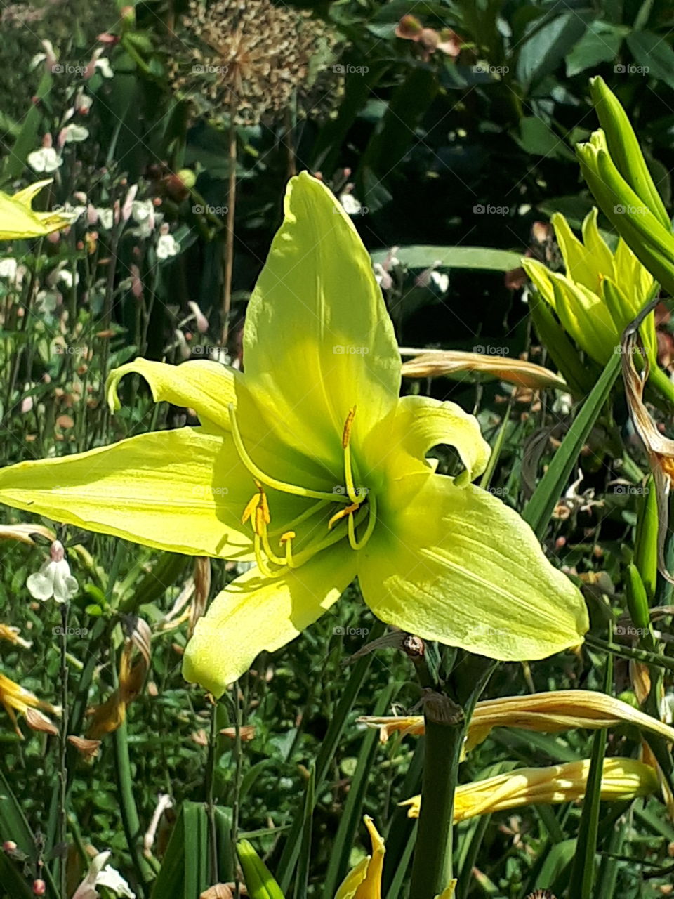 Iris Flowers