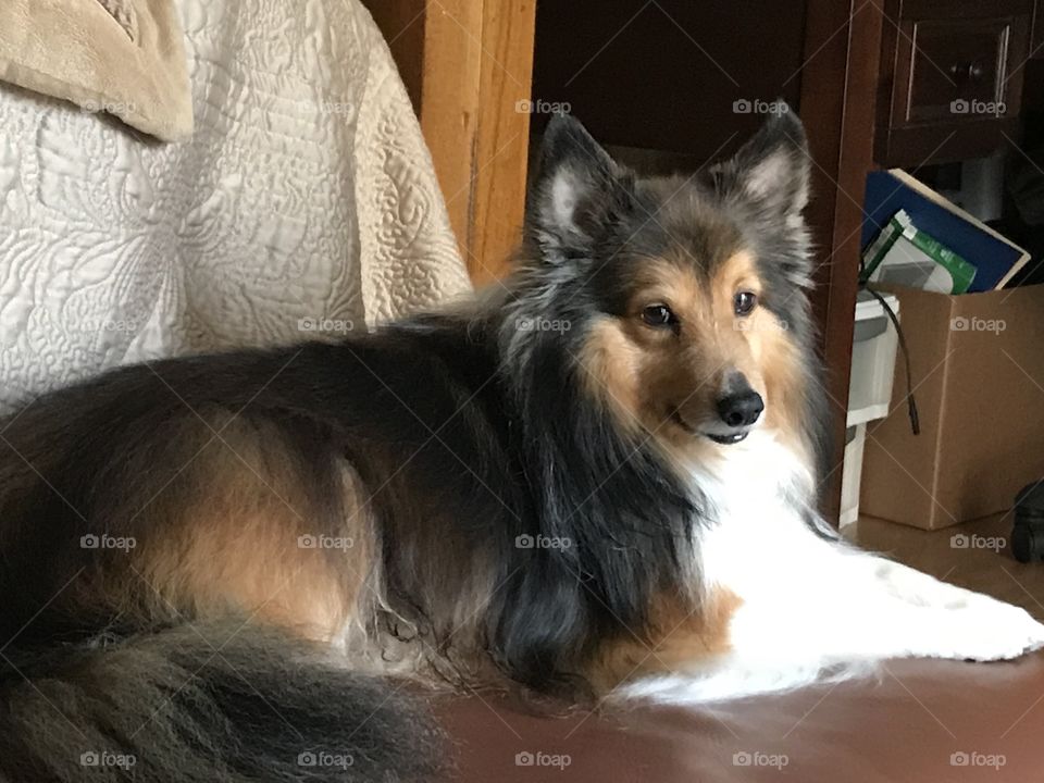Sheltie watching you today!