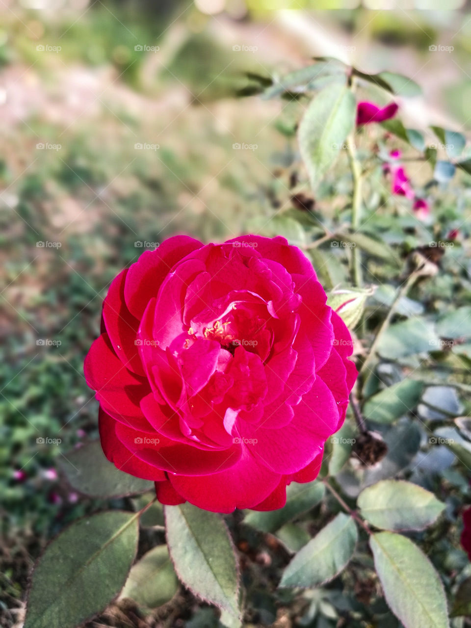 Rose flower