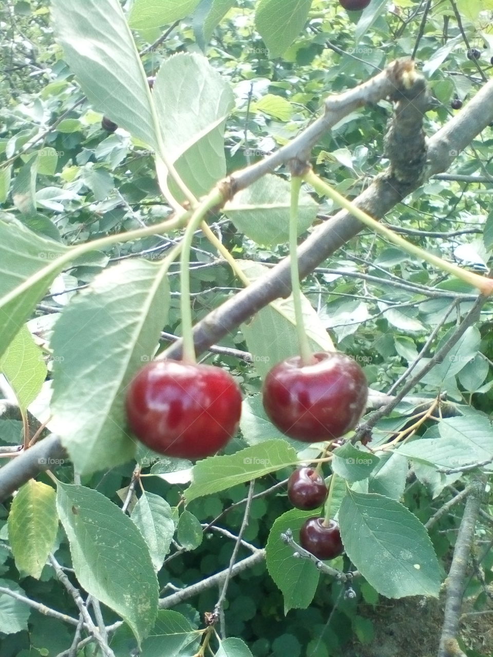 cherry