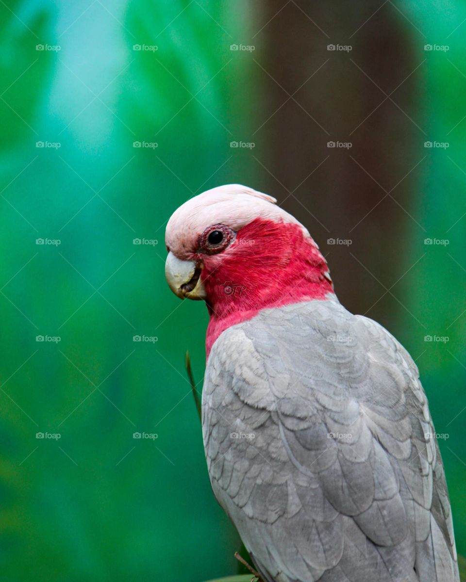 Galah or Eolophus roseicapilla, also known as the pink and grey cockatoo or rose-breasted cockatoo is the only species within genus Eolophus of the cockatoo family. Found throughout Australia, it is among the most common of the cockatoos.