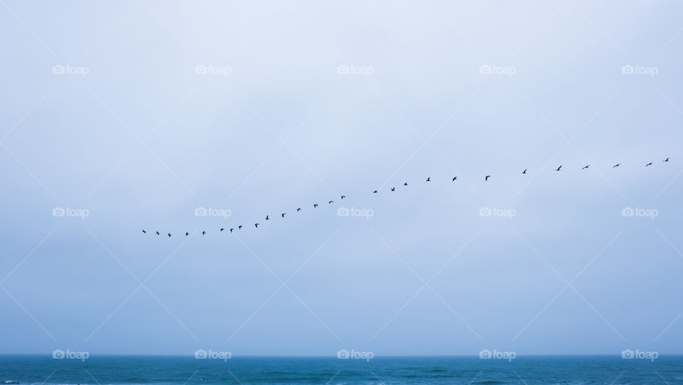 Birds flying on a file