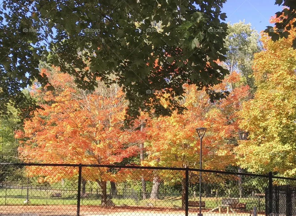 Trees