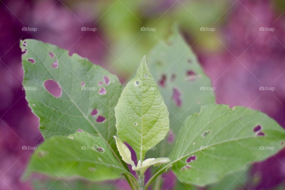 Leaf against purple background 