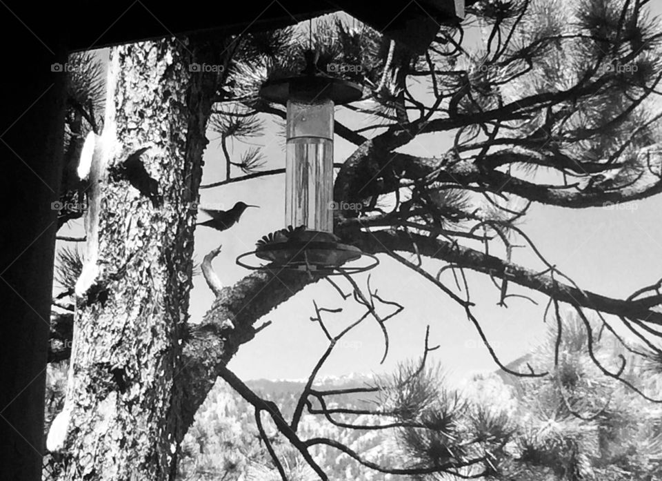 Super cute black and white photo of hummingbird getting ready to fly to feeder for a snack. 