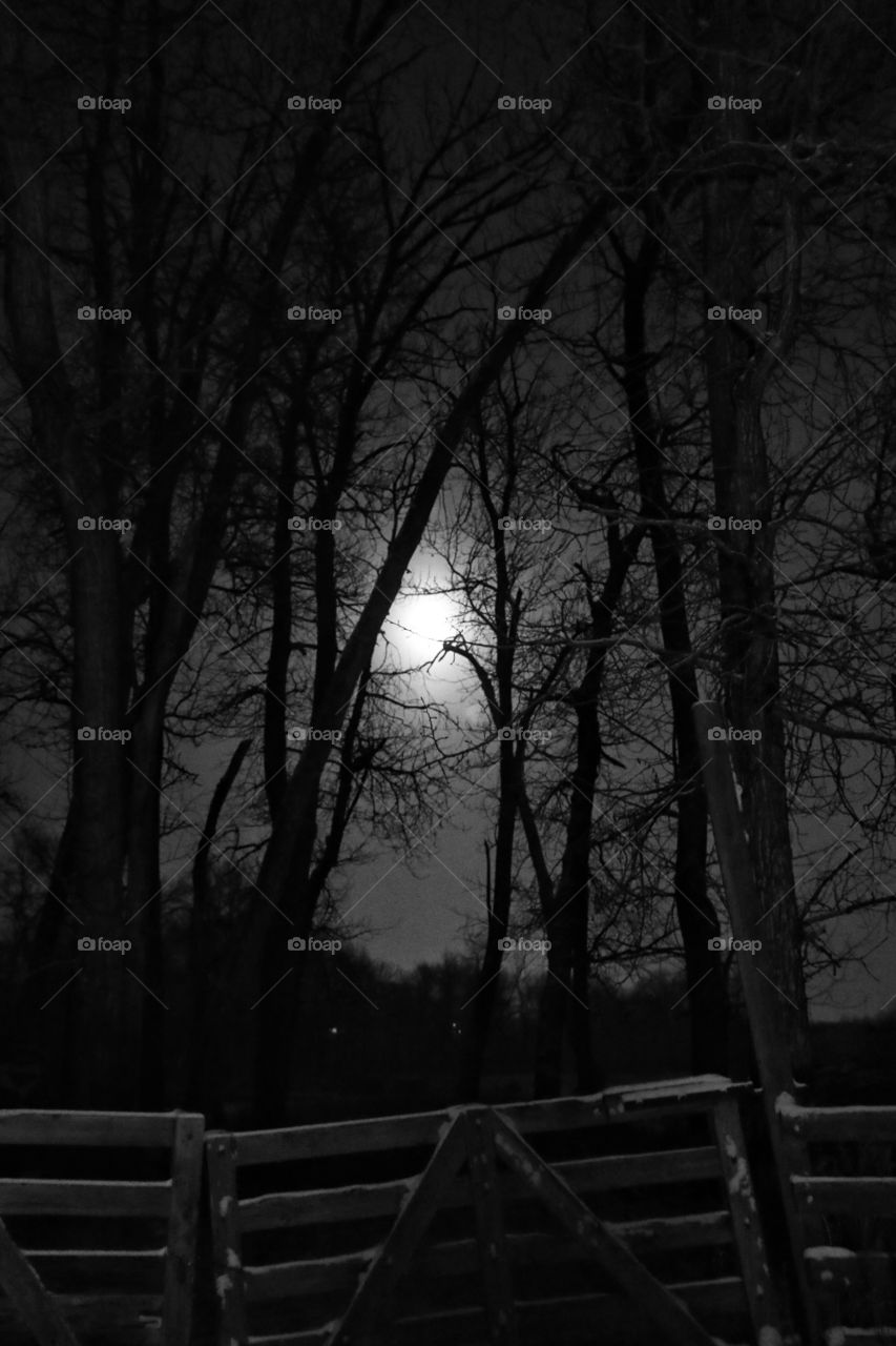 Tree silhouettes from the moon on a frosty, misty night