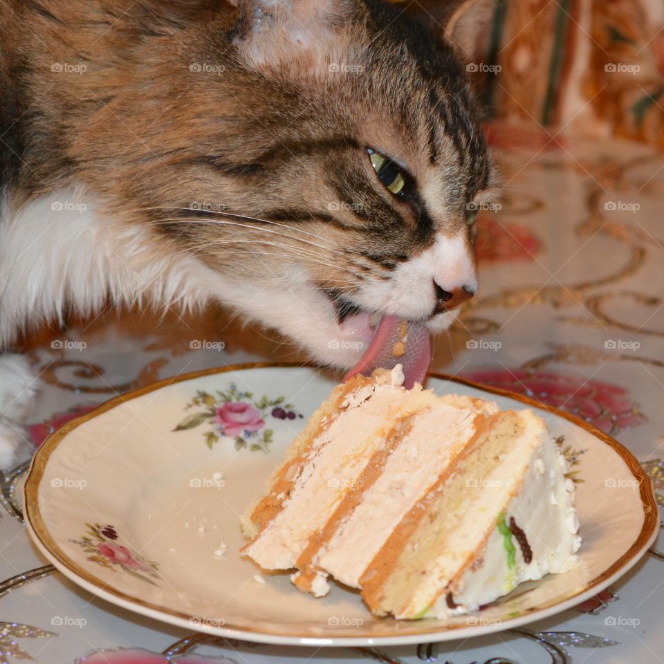 Cat, Food, Mammal, No Person, Portrait