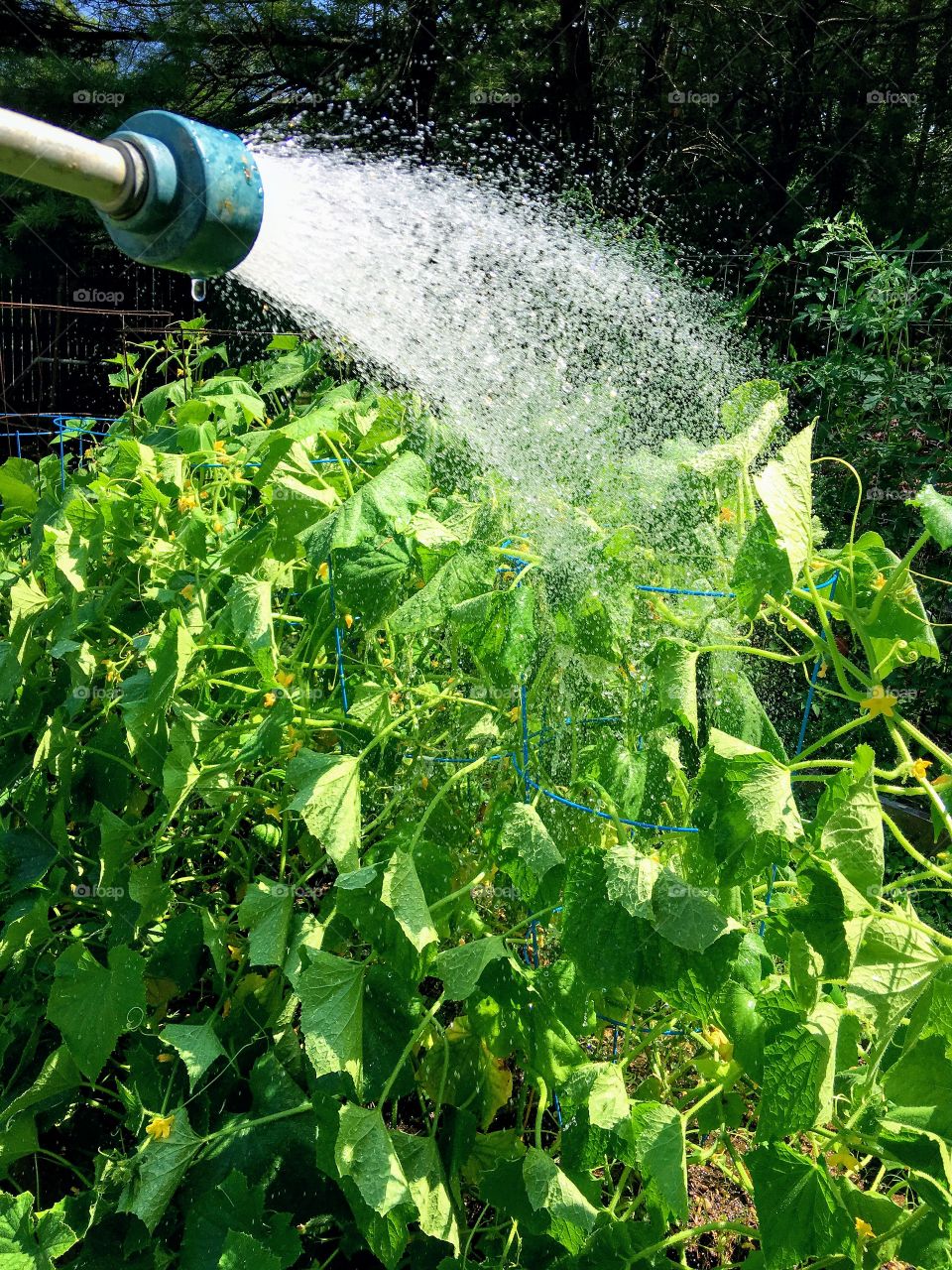 Rain shower nozzle on yard hose watering a garden on a bright sunny day. Not wasting water is easier doing it this way.