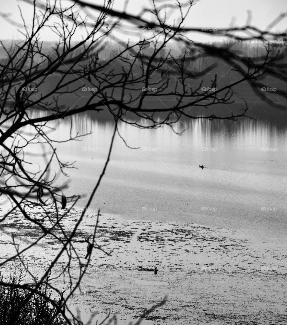 Water, Landscape, Tree, Lake, Dawn