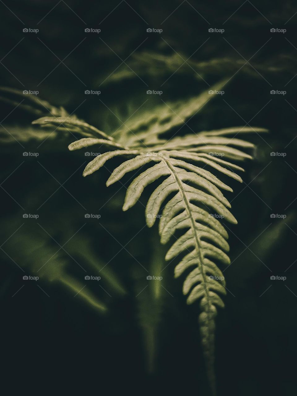 A fern