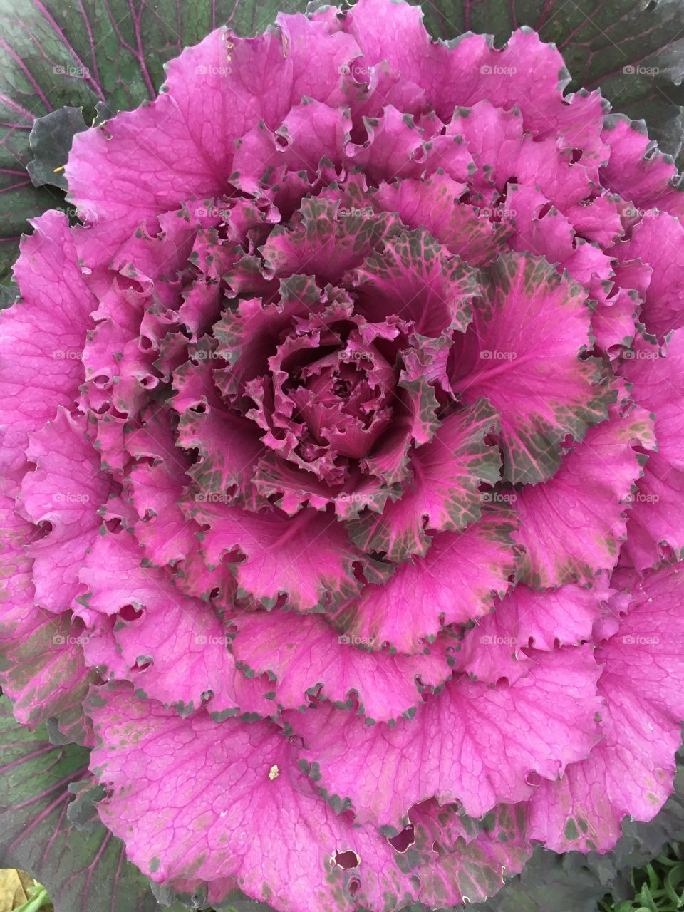 Pink and purple leaves