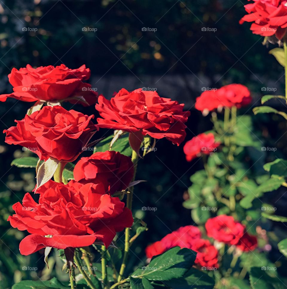 Red roses