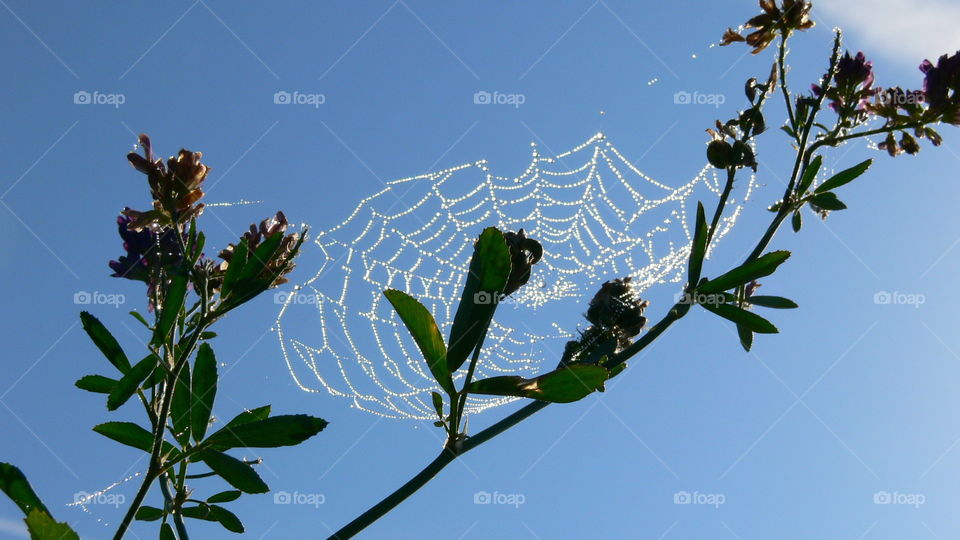 Sonne hinterm Spinnennetz