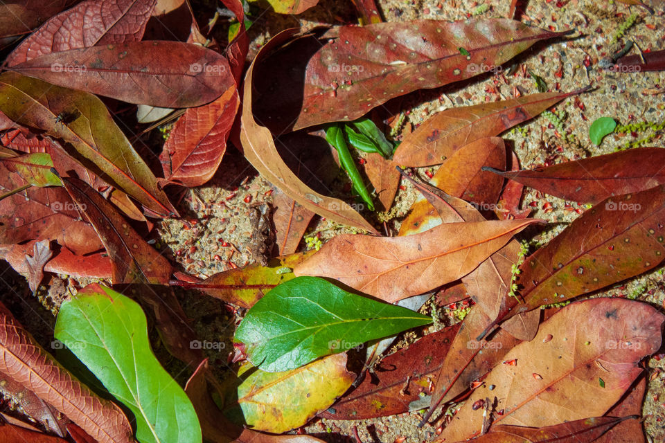 High angle view of autumn leafs