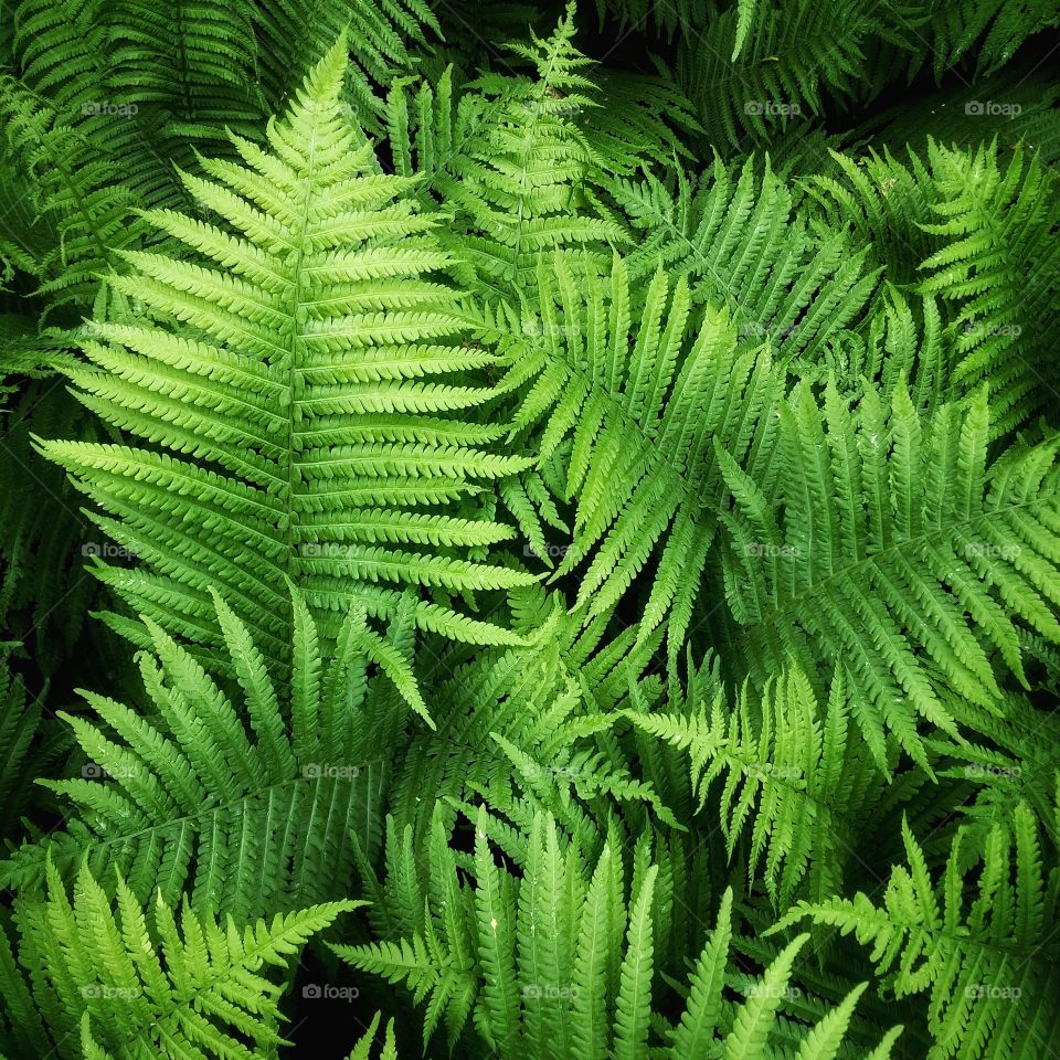 Full frame of fern leaves