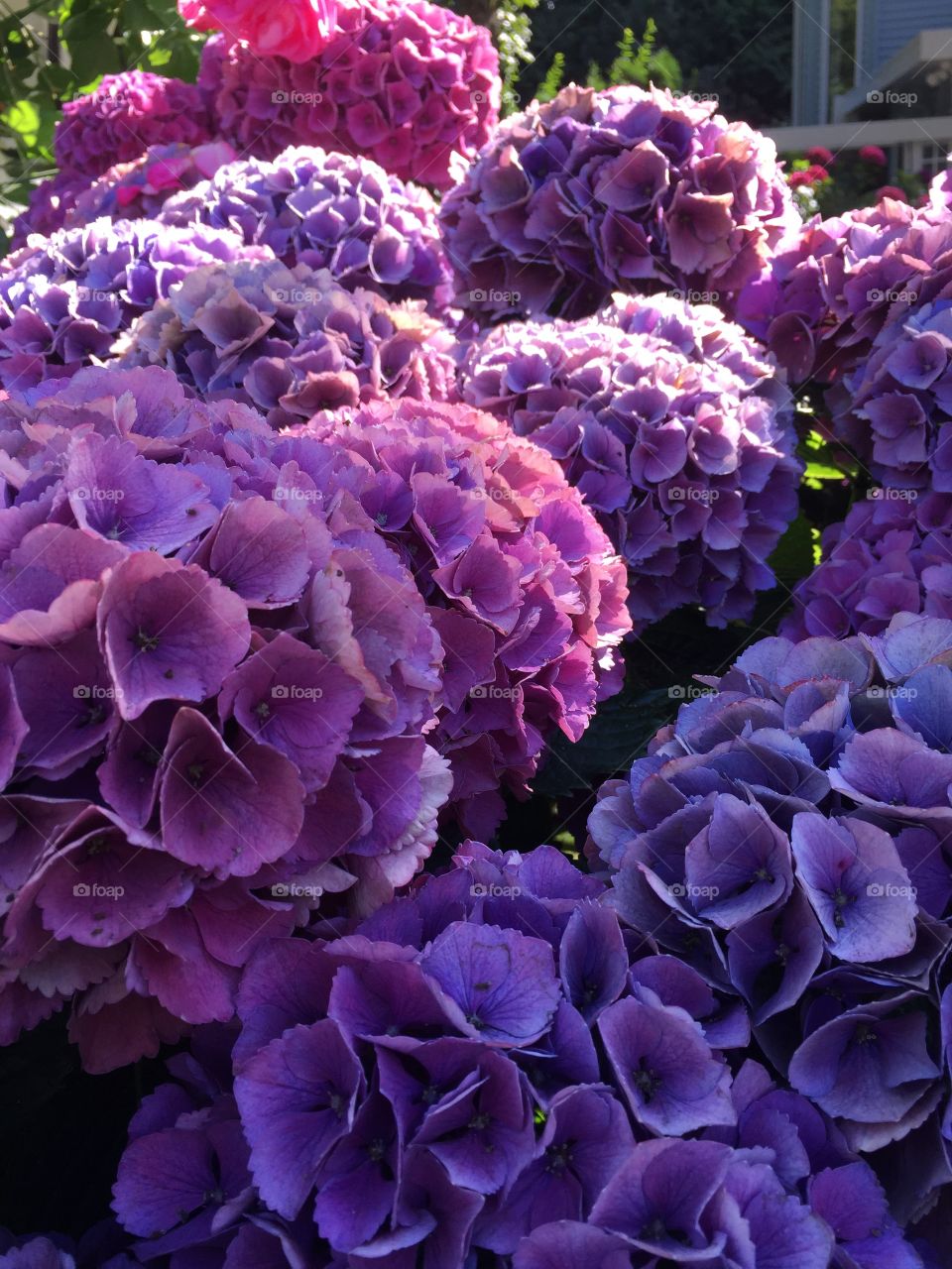 Hydrangeas 