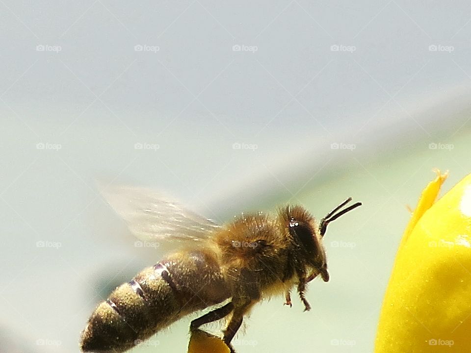 Bee in Flight