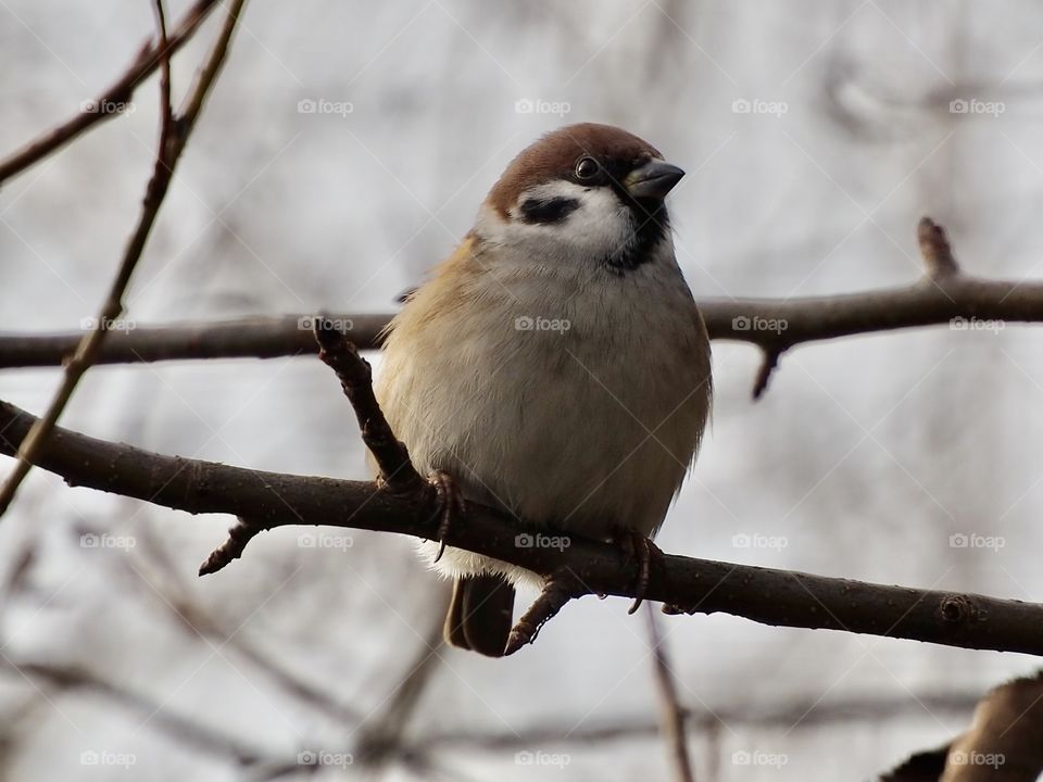Sparrow